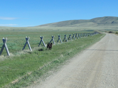 GDMBR: The calf got caught on the wrong side of the fence.